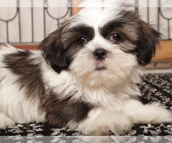 Medium Photo #3 Shih Tzu Puppy For Sale in NAPLES, FL, USA