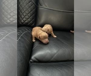 Poodle (Toy) Puppy for sale in TAMPA, FL, USA