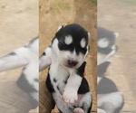 Small #8 Siberian Husky