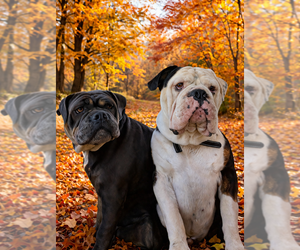 Mother of the Olde English Bulldogge puppies born on 03/04/2026