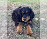 Puppy Puppy 4 Bernedoodle