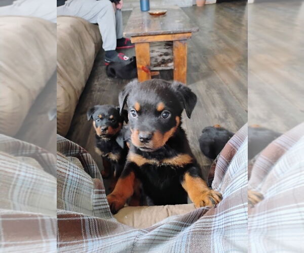 Medium Photo #2 Rottweiler Puppy For Sale in DANVILLE, IL, USA