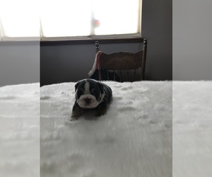Bulldog Puppy for sale in KEENESBURG, CO, USA
