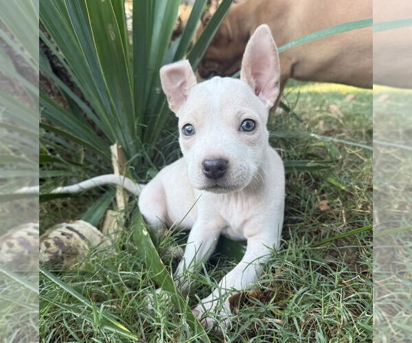 Medium Photo #13 Bullboxer Pit Puppy For Sale in OKLAHOMA CITY, OK, USA