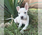 Small #12 Bullboxer Pit