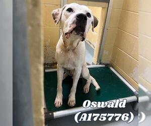 American Pit Bull Terrier-Unknown Mix Dogs for adoption in Tulsa, OK, USA