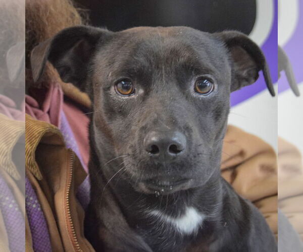 Medium Photo #2 Cheagle Puppy For Sale in Huntley, IL, USA