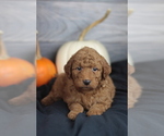 Small Photo #21 Goldendoodle (Miniature) Puppy For Sale in CRESTON, OH, USA