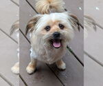 Small #3 Havanese Mix