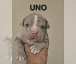 Small #5 American Bully