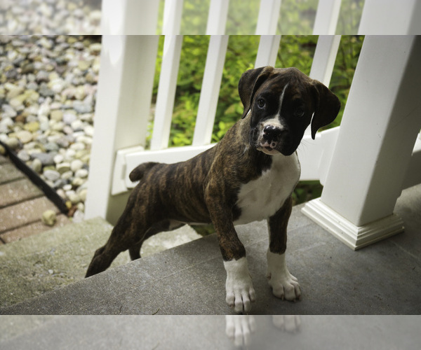 Medium Photo #2 Boxer Puppy For Sale in SHIPSHEWANA, IN, USA