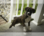 Small #1 Boxer