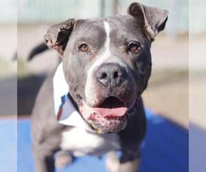 American Staffordshire Terrier-Unknown Mix Dogs for adoption in San Antonio, TX, USA