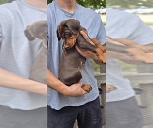 Medium Doberman Pinscher