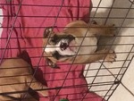 Puppy 3 Bulldog