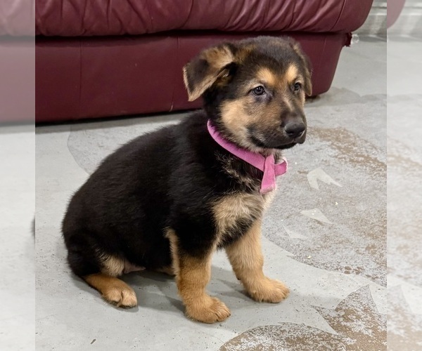 Medium Photo #34 German Shepherd Dog Puppy For Sale in BRIGHTON, CO, USA