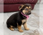 Small #33 German Shepherd Dog