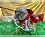 Small Photo #104 French Bulldog Puppy For Sale in HAYWARD, CA, USA