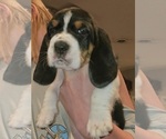 Small Photo #37 Basset Hound Puppy For Sale in BYHALIA, MS, USA