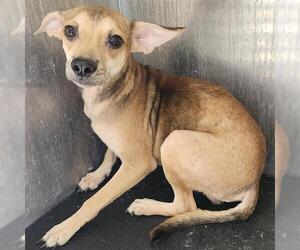 Chihuahua-Unknown Mix Dogs for adoption in San Antonio, TX, USA