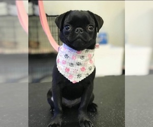 Mother of the Pug puppies born on 05/19/2025