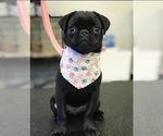 Small Photo #1 Pug Puppy For Sale in NEW BERN, NC, USA