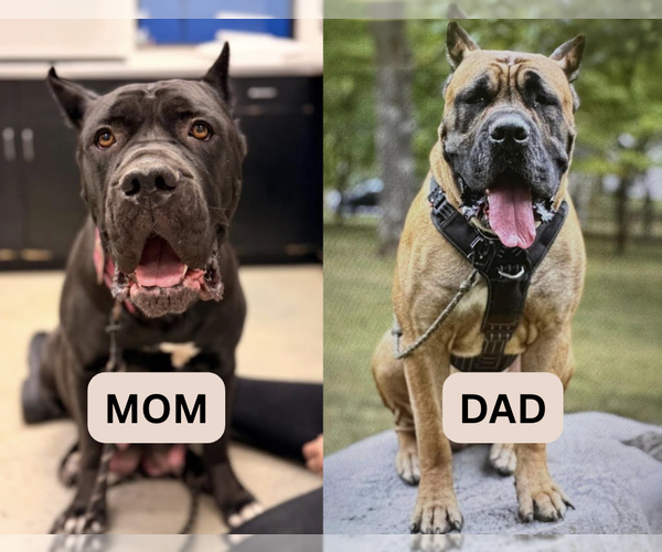 Medium Photo #4 Mutt Puppy For Sale in Brooklyn, NY, USA