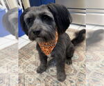 Small #2 Tibetan Terrier Mix