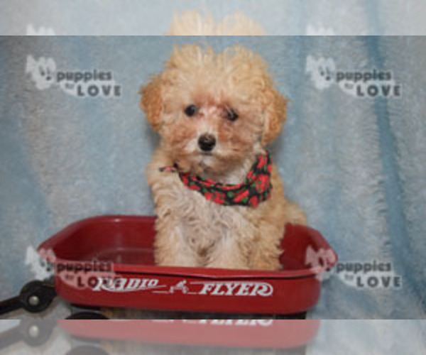 Medium Photo #12 Poodle (Toy) Puppy For Sale in SANGER, TX, USA