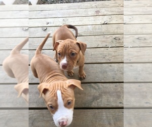 American Pit Bull Terrier Puppy for sale in PLEASANT HILL, IL, USA