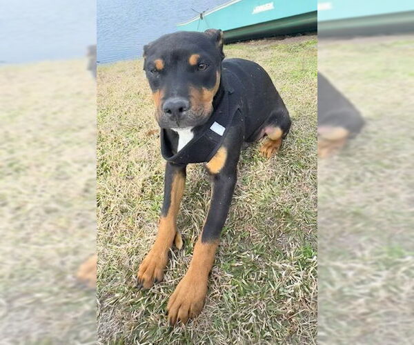 Medium Photo #5 Bulldog-Labrador Retriever Mix Puppy For Sale in Tarrytown, GA, USA