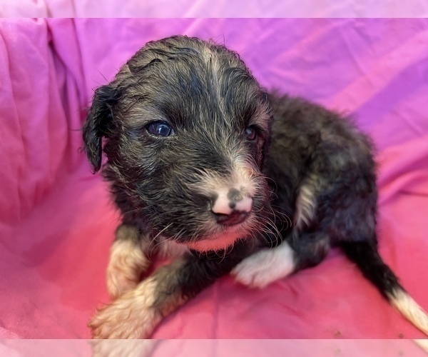 Medium Photo #2 F2 Aussiedoodle Puppy For Sale in CHAPEL HILL, NC, USA