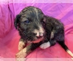 Small Photo #2 F2 Aussiedoodle Puppy For Sale in CHAPEL HILL, NC, USA