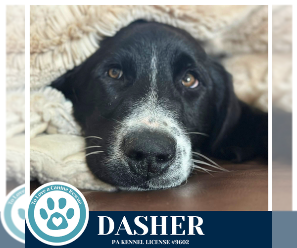 Medium Photo #3 Labrenees Puppy For Sale in Kimberton, PA, USA