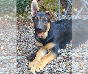 German Shepherd Dog Puppy for sale in MOUNT VERNON, WA, USA