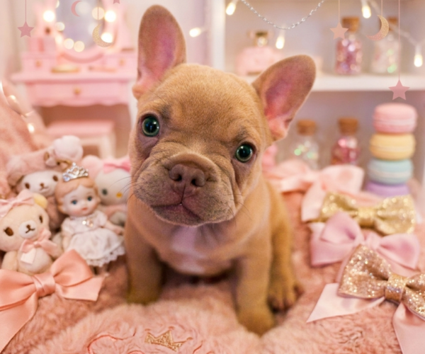 Medium Photo #7 French Bulldog Puppy For Sale in MIAMI, FL, USA