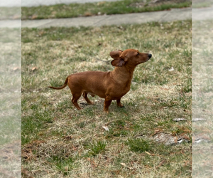 Father of the Dachshund puppies born on 04/19/2025