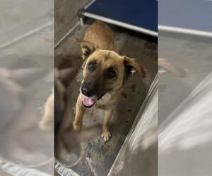 Mutt Dogs for adoption in Stockton, CA, USA