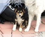 Small Photo #31 Australian Shepherd Puppy For Sale in ACTON, CA, USA