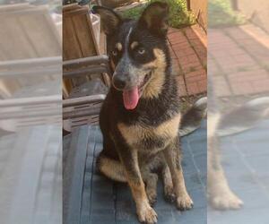 German Shepherd Dog-Siberian Husky Mix Dogs for adoption in San Antonio, TX, USA