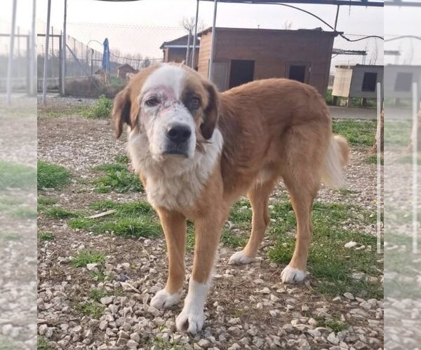 Medium Photo #1 Saint Bernard-Unknown Mix Puppy For Sale in Rockaway, NJ, USA
