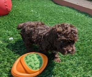 Cockapoo-Poodle (Toy) Mix Puppy for sale in GOSHEN, IN, USA
