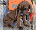 Small #2 Redbone Coonhound