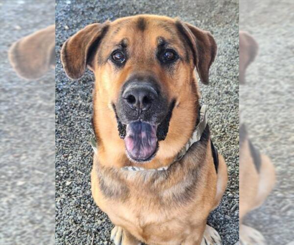 Medium Photo #2 German Shepherd Dog-Saint Bernard Mix Puppy For Sale in Woodland, CA, USA