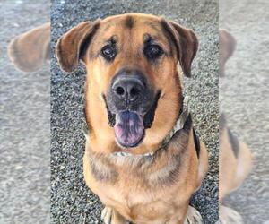 SAMSON - Male German Shepherd Dog-Saint Bernard Mix Dog for Adoption - Photo #2