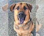 Small #1 German Shepherd Dog-Saint Bernard Mix