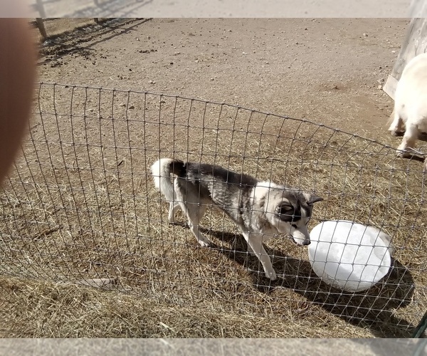 Medium Photo #1 Siberian Husky Puppy For Sale in WESTCLIFFE, CO, USA
