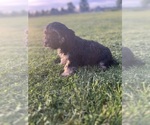 Small #1 Cavapoo