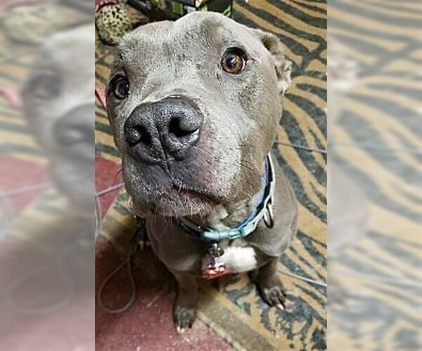 Medium Photo #4 American Staffordshire Terrier Puppy For Sale in Dana Point, CA, USA