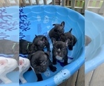 Small Photo #2 French Bulldog Puppy For Sale in MADISON, OH, USA